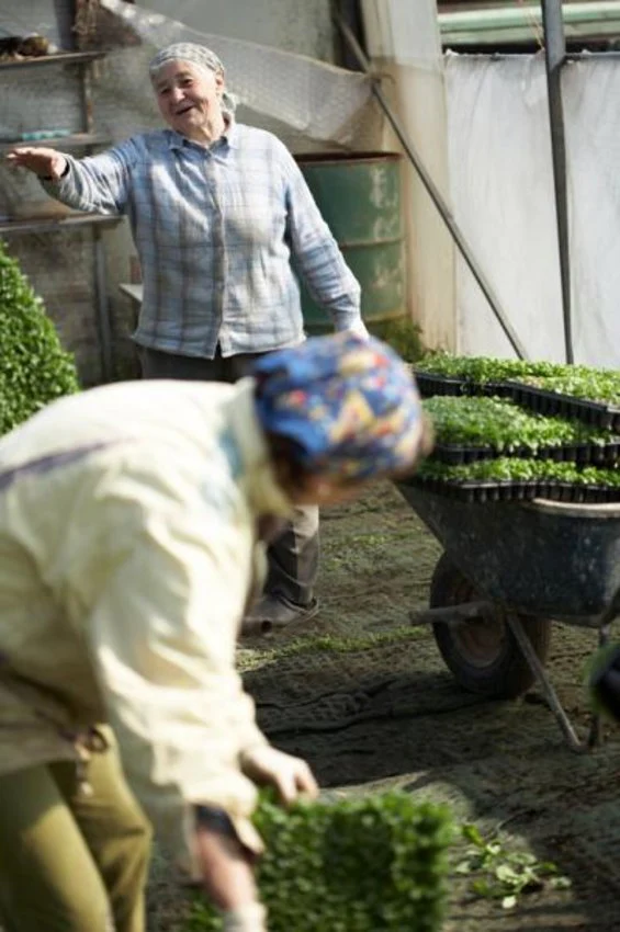 Sonnentor Kontryhel sypaný BIO (40 g) - Image 5